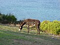 Donkey (August)