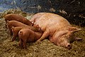 Sow & piglets (October)