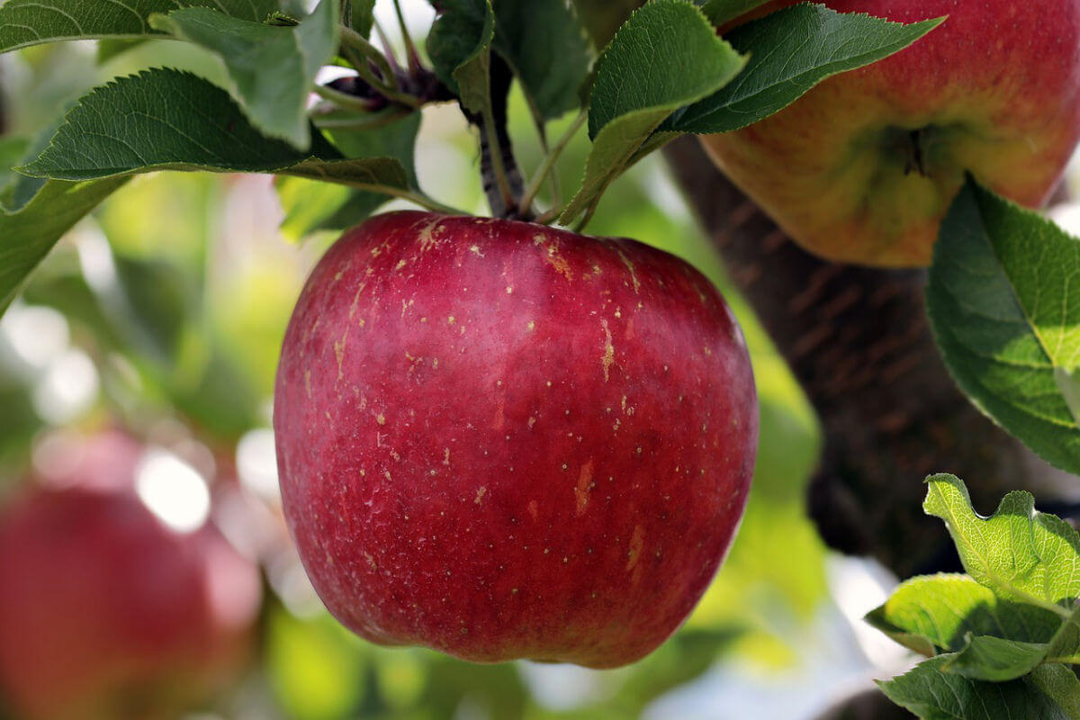 A red apple growing on a tree